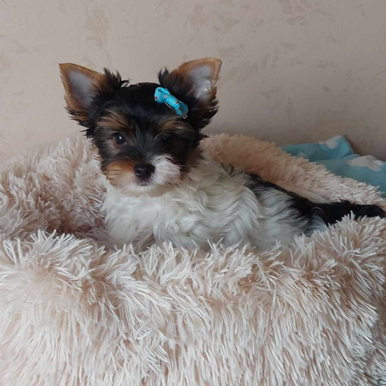 Galéria Biewer Yorkie
